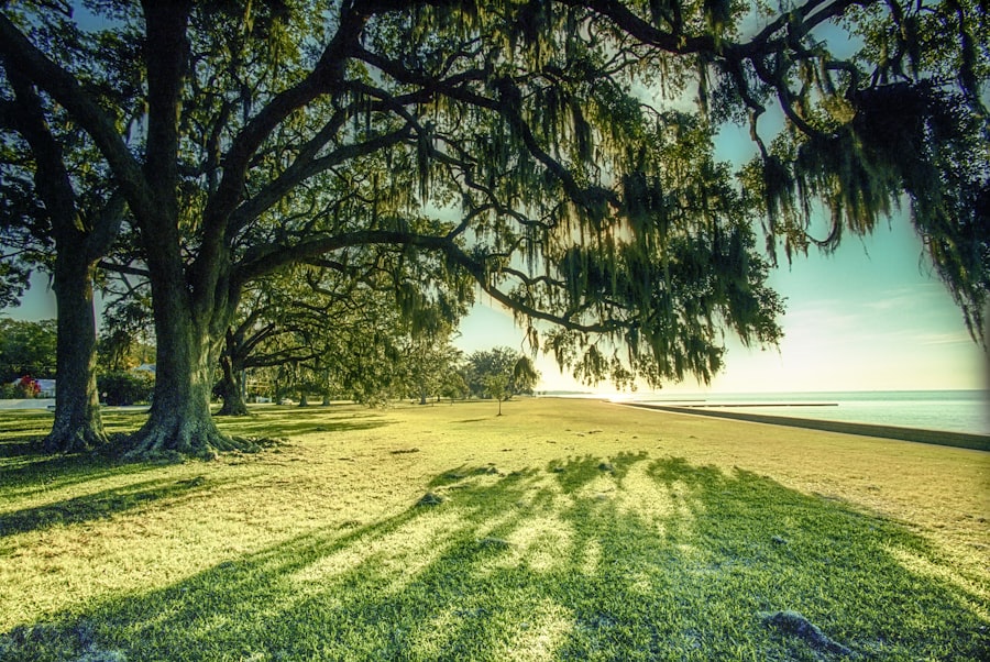 Oak-lined Lake Pontchartrain shoreline in Mandeville, St. Tammany Parish, LA, near Covington