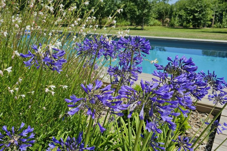 Flowering planting along the edge of a pool deck, showing landscaping restored after construction